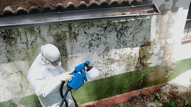 Trusted Black Mold Removal service in Lexington, IL - Cheap Mold Removal